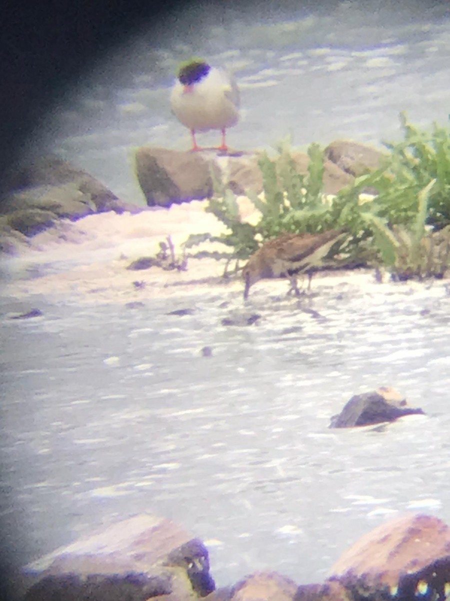 Dunlin - Tijmen Korving