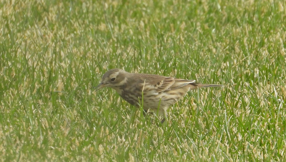 American Pipit - ML288792391