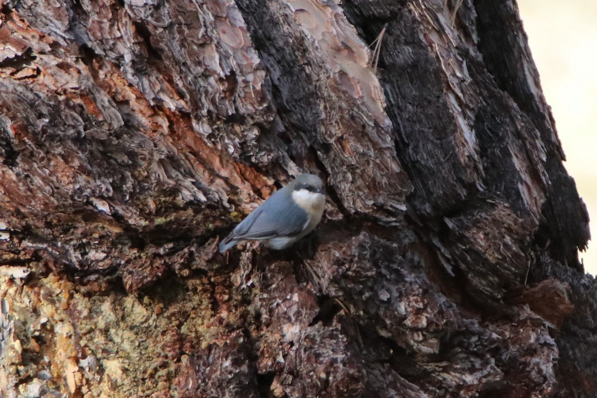 Pygmy Nuthatch - ML288795161