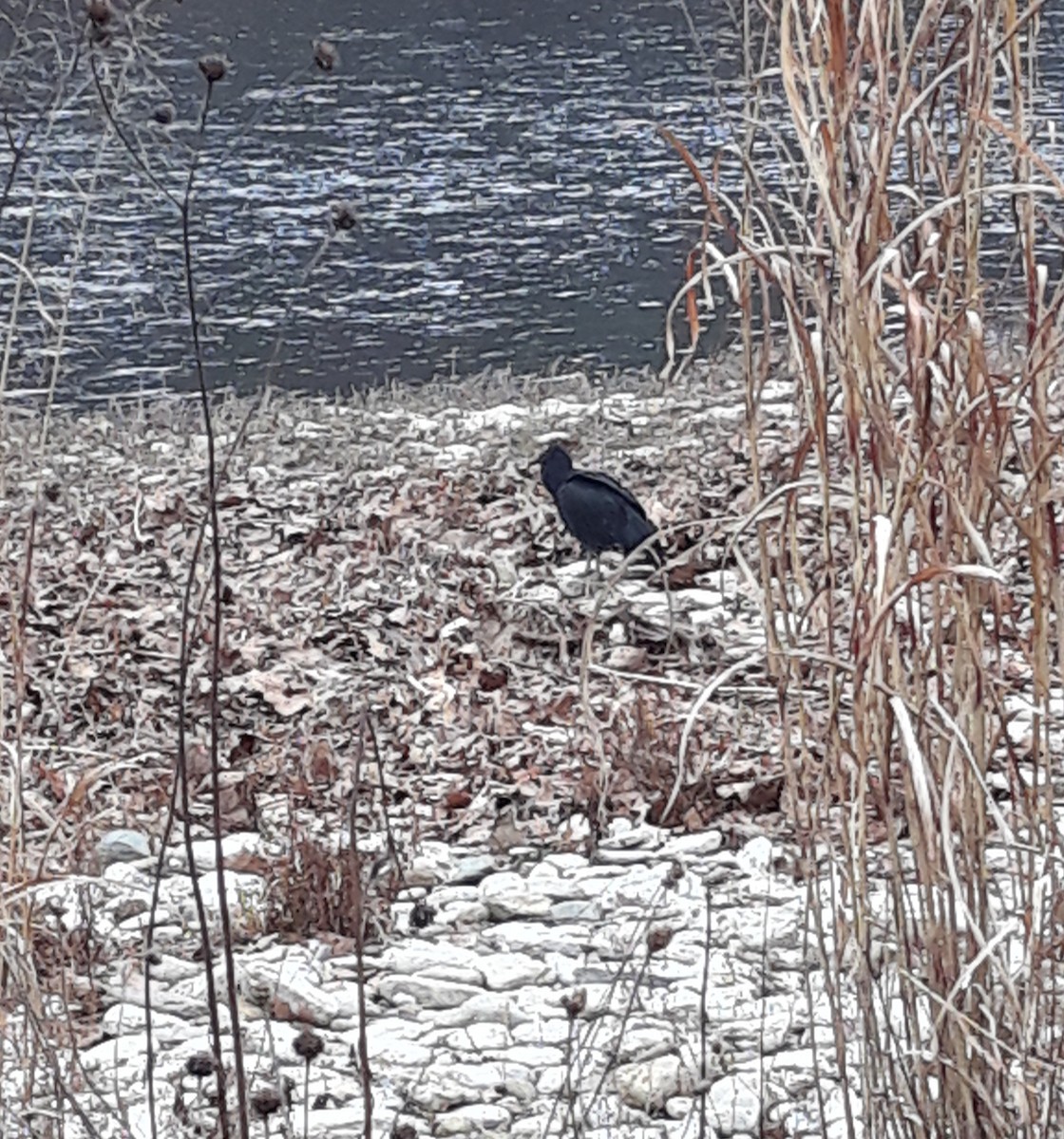 Black Vulture - ML288795861