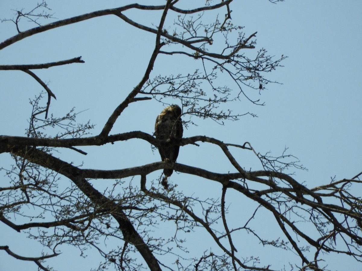 Savanna Hawk - ML288797861