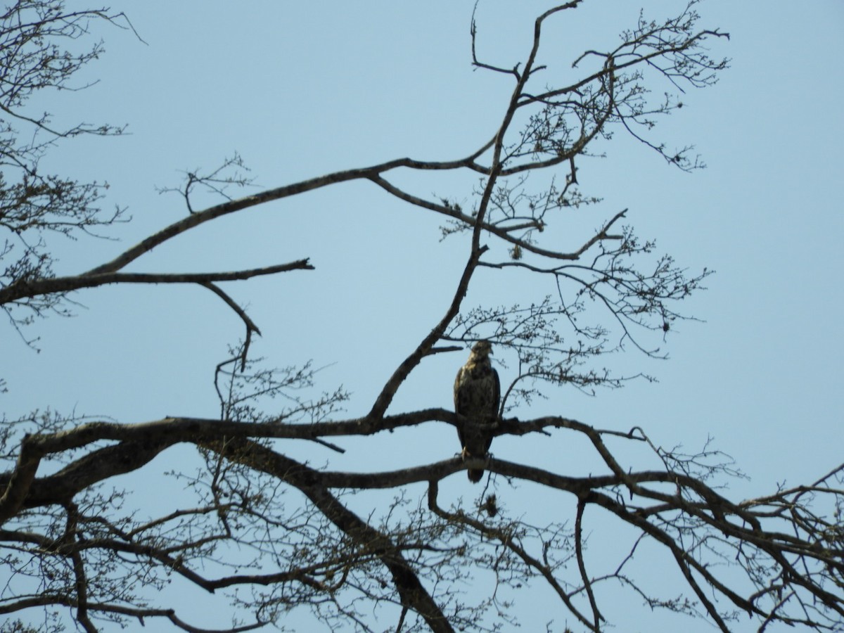 Savanna Hawk - ML288797871