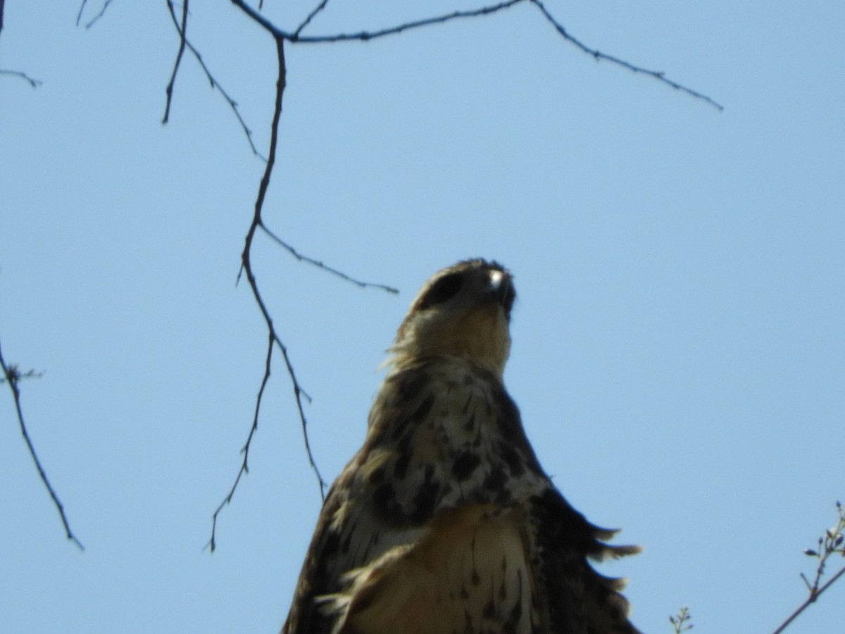 Savanna Hawk - ML288797881