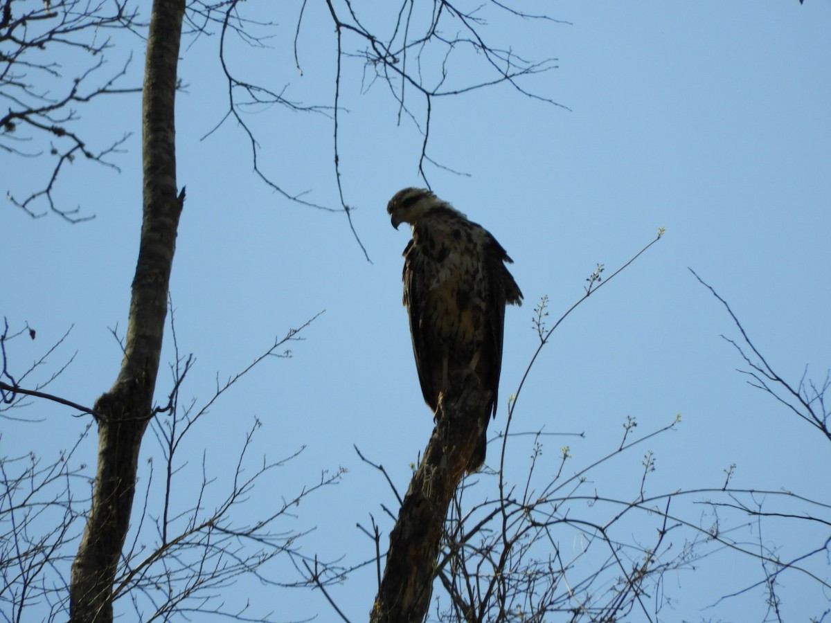 Savanna Hawk - ML288797921