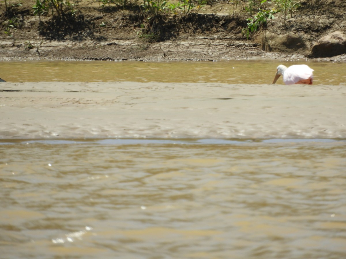 Roseate Spoonbill - ML288798181