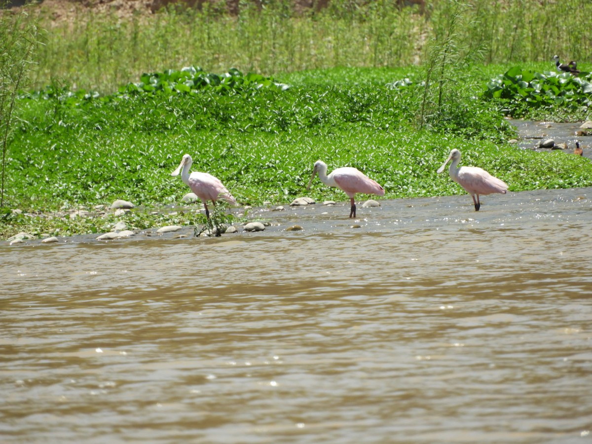 Roseate Spoonbill - ML288798191