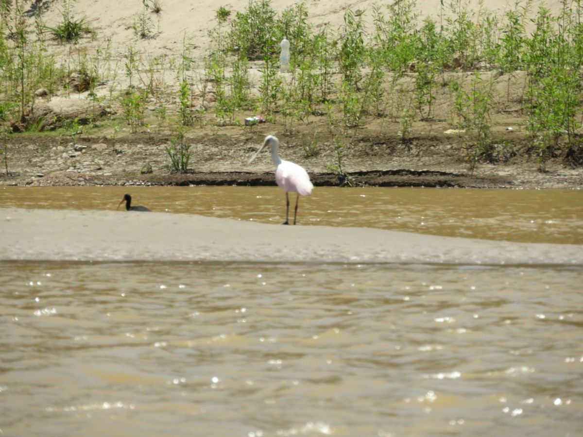 Roseate Spoonbill - ML288798201
