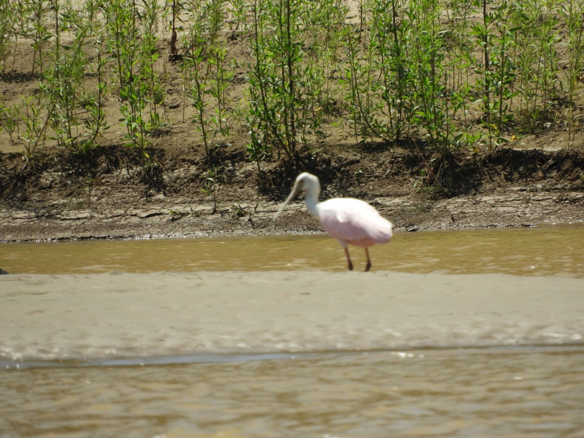 Roseate Spoonbill - ML288798211