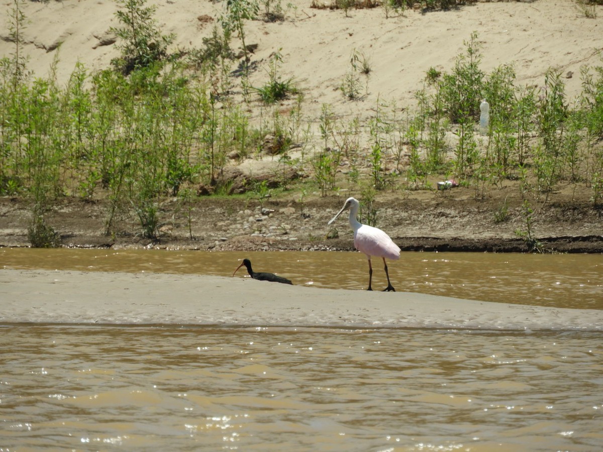 Bare-faced Ibis - ML288798311
