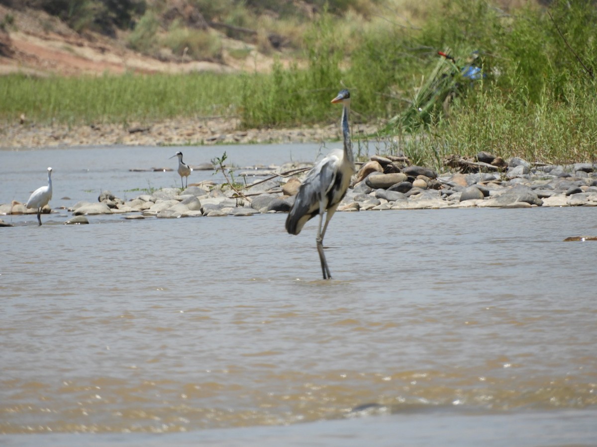 Cocoi Heron - ML288798421
