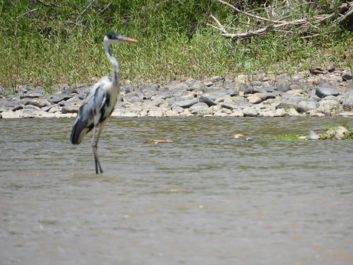 Cocoi Heron - ML288798431