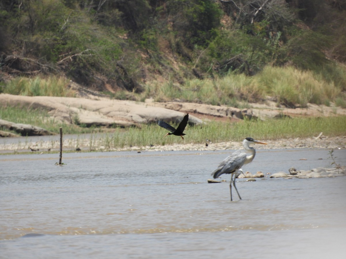 Cocoi Heron - ML288798441