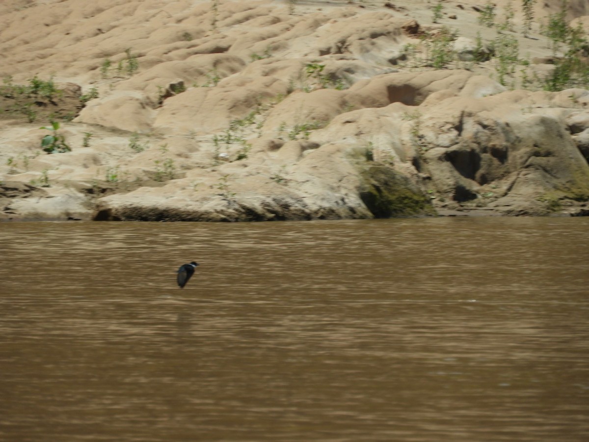 Amazon Kingfisher - ML288798591