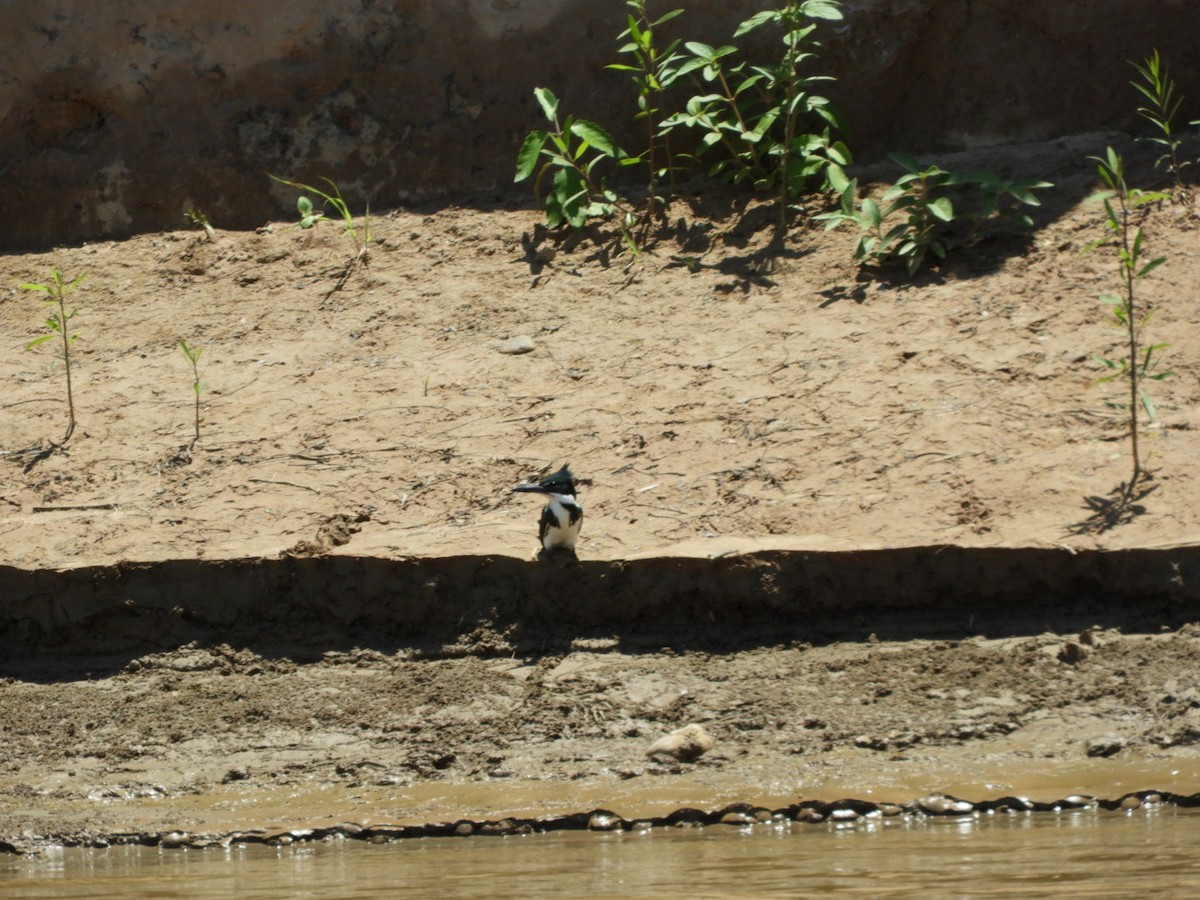 Amazon Kingfisher - ML288798611
