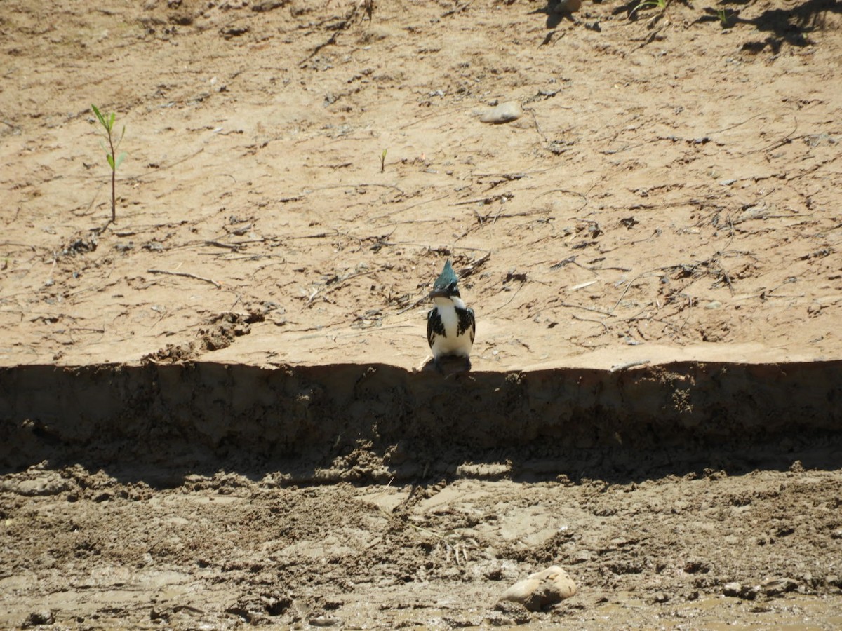 Amazon Kingfisher - ML288798621