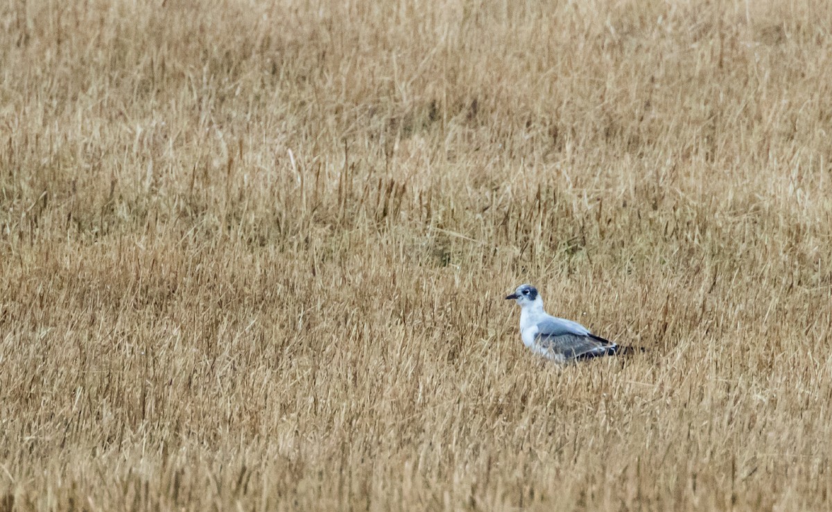 Franklin's Gull - ML288800761