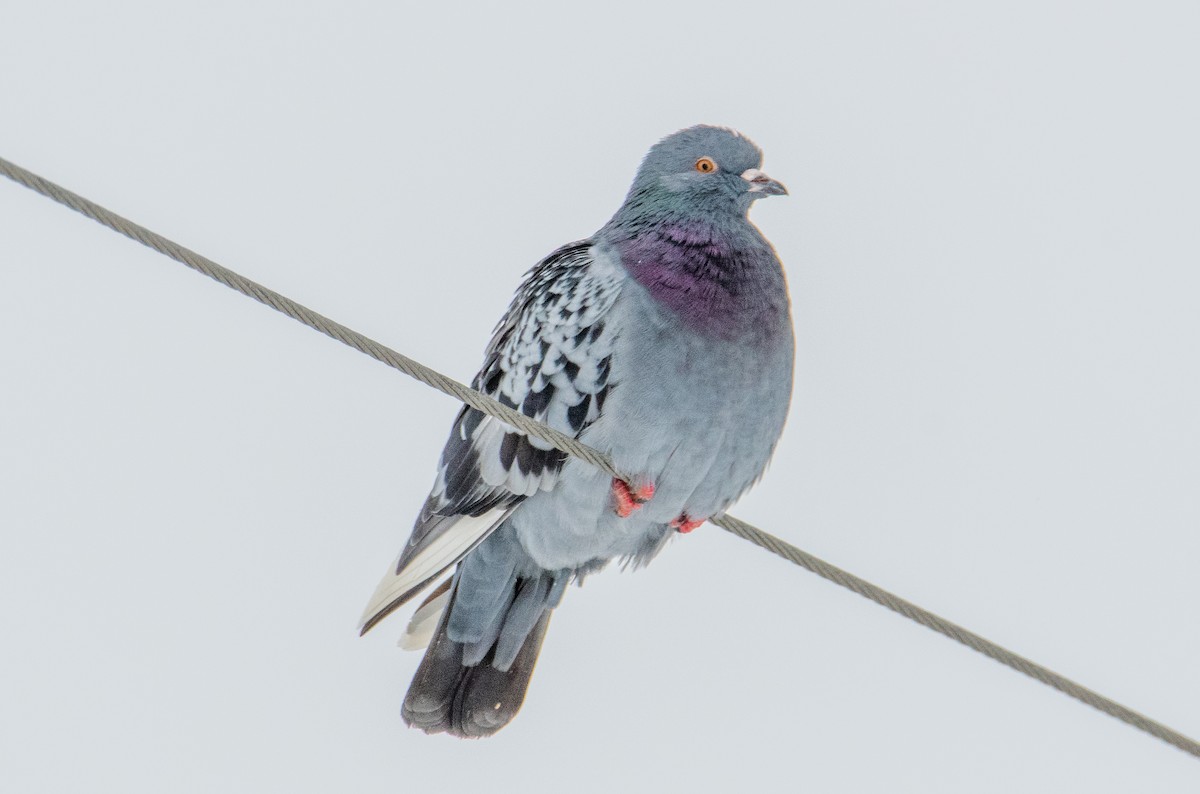 Rock Pigeon (Feral Pigeon) - ML288802961