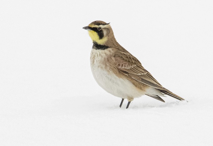 Horned Lark - Matt Mason