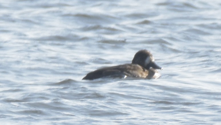 Greater Scaup - ML288803741