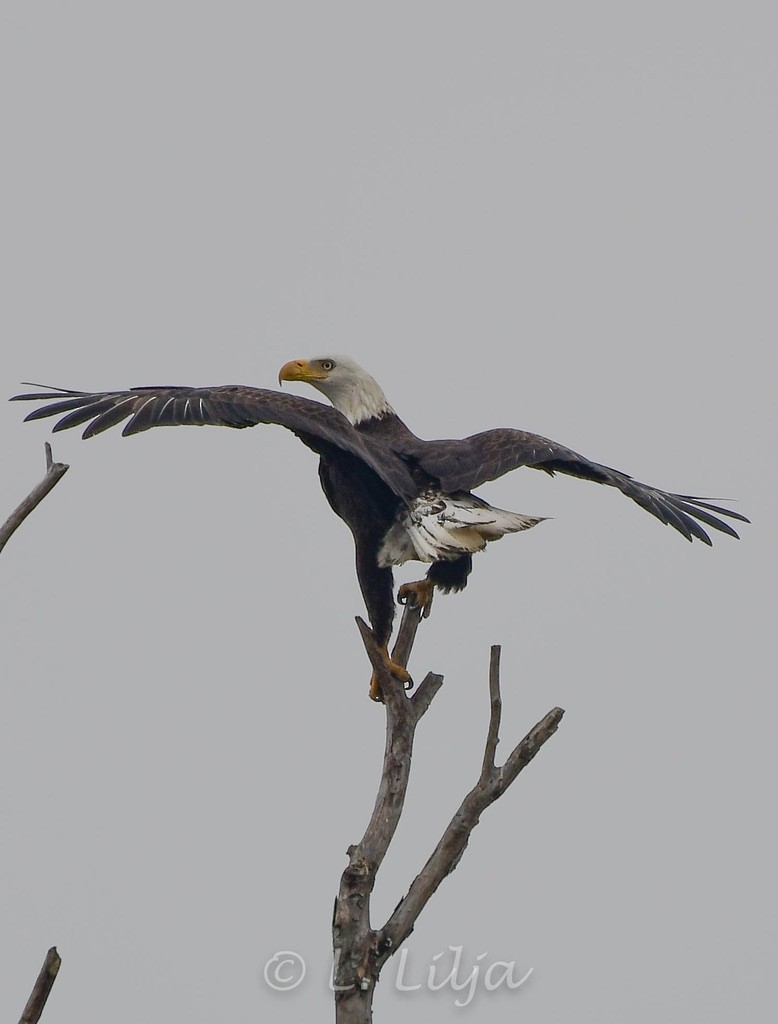 Bald Eagle - ML288803981