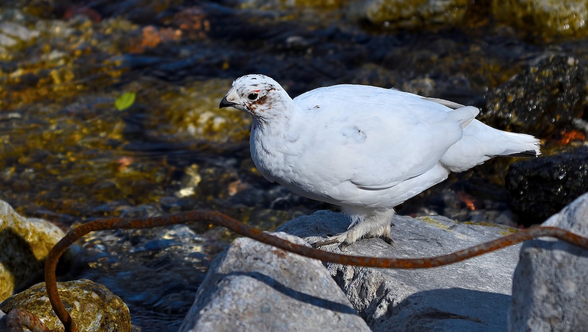 Willow Ptarmigan - ML288805431