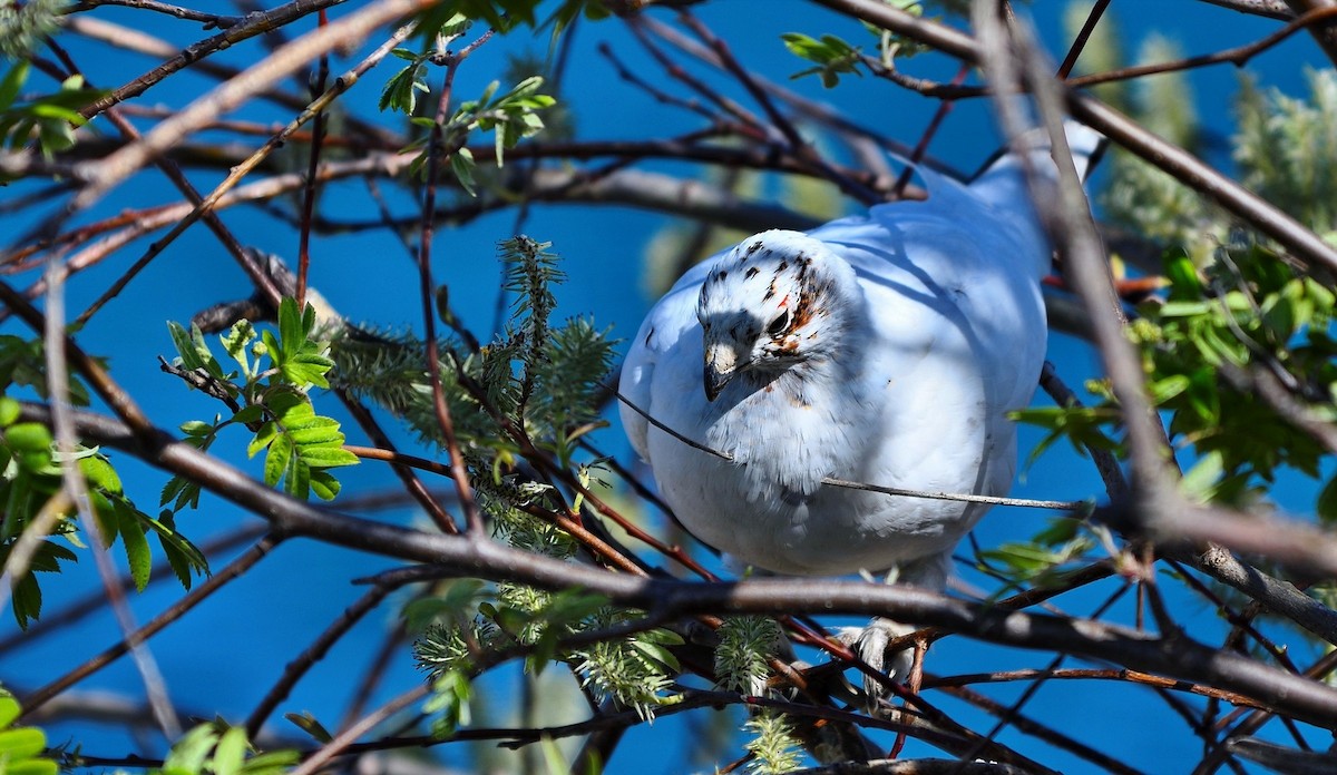 Willow Ptarmigan - ML288805441