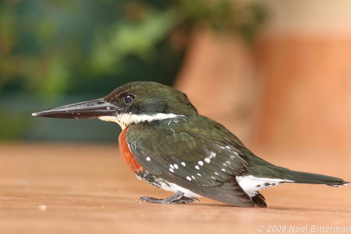 Green Kingfisher - ML288807971