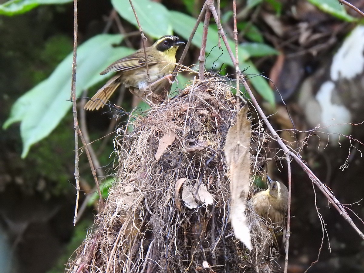 Yellow-throated Scrubwren - ML288808751