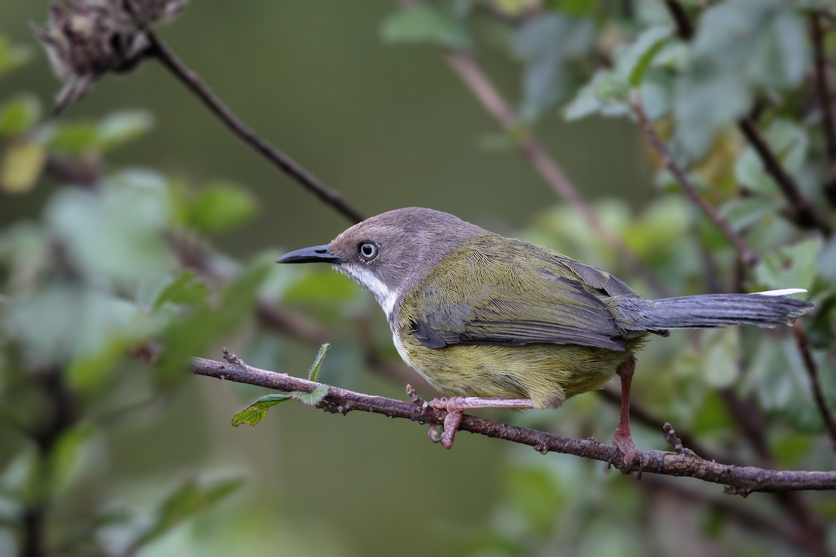 Bar-throated Apalis - ML288810351