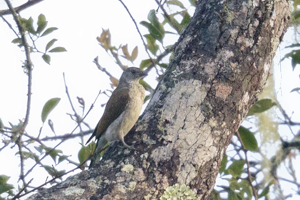 Lesser Honeyguide (Lesser) - Bradley Hacker 🦜