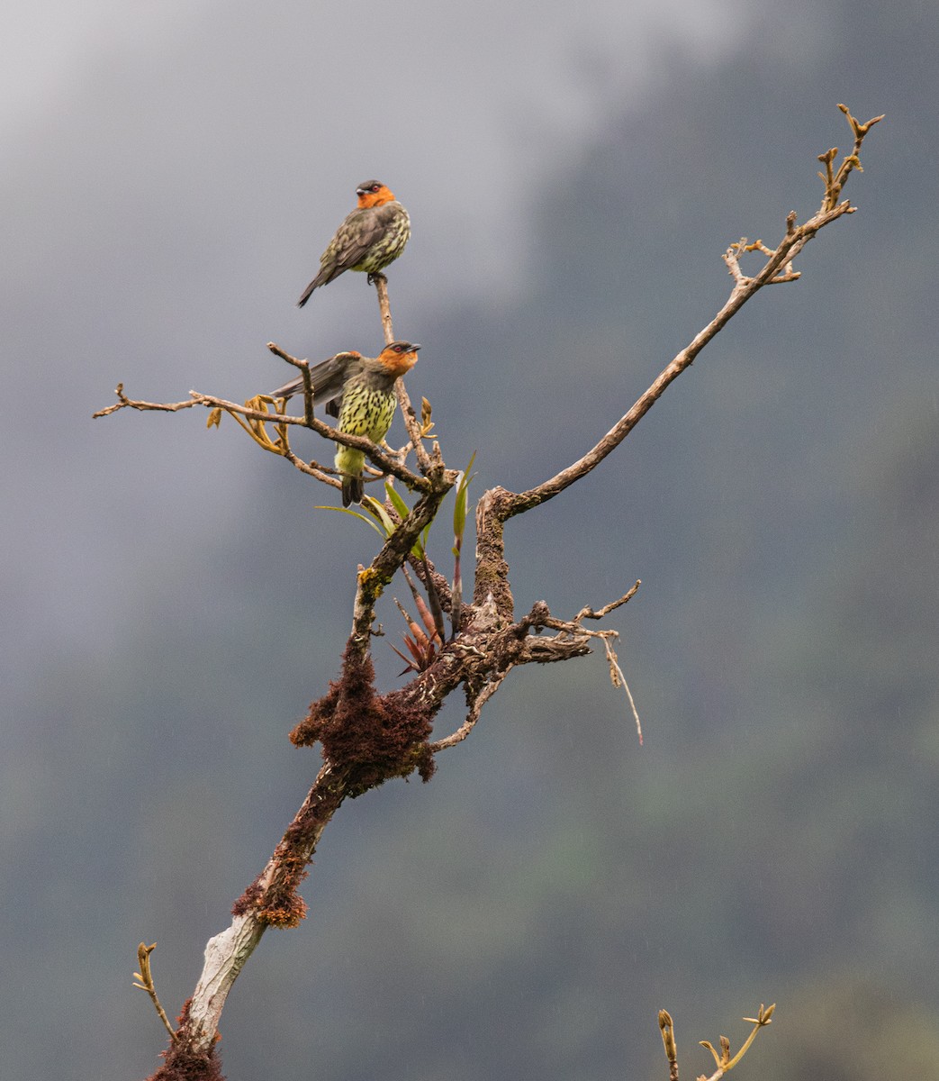 Chestnut-crested Cotinga - Alex Boas