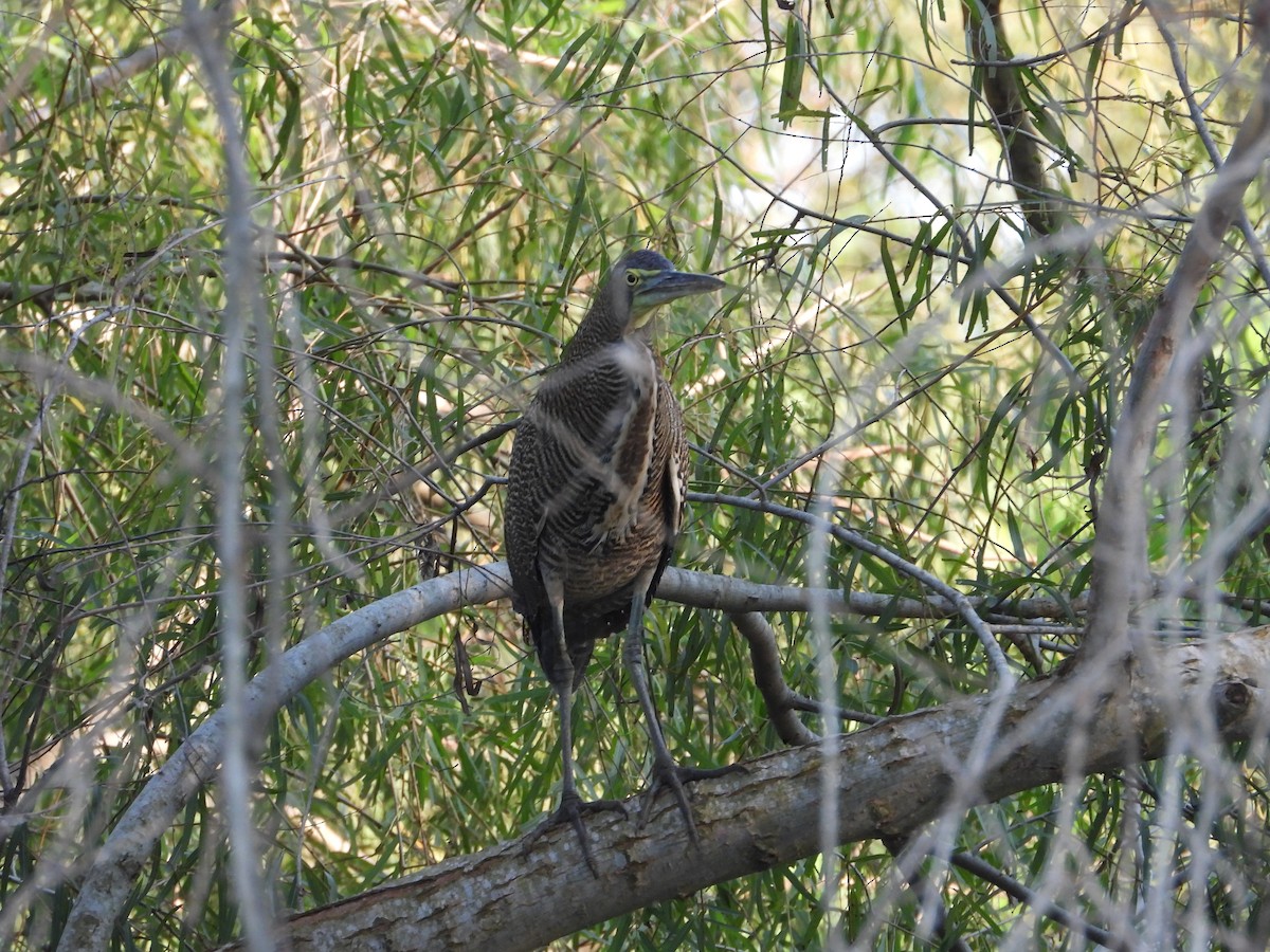 Bare-throated Tiger-Heron - ML288817671