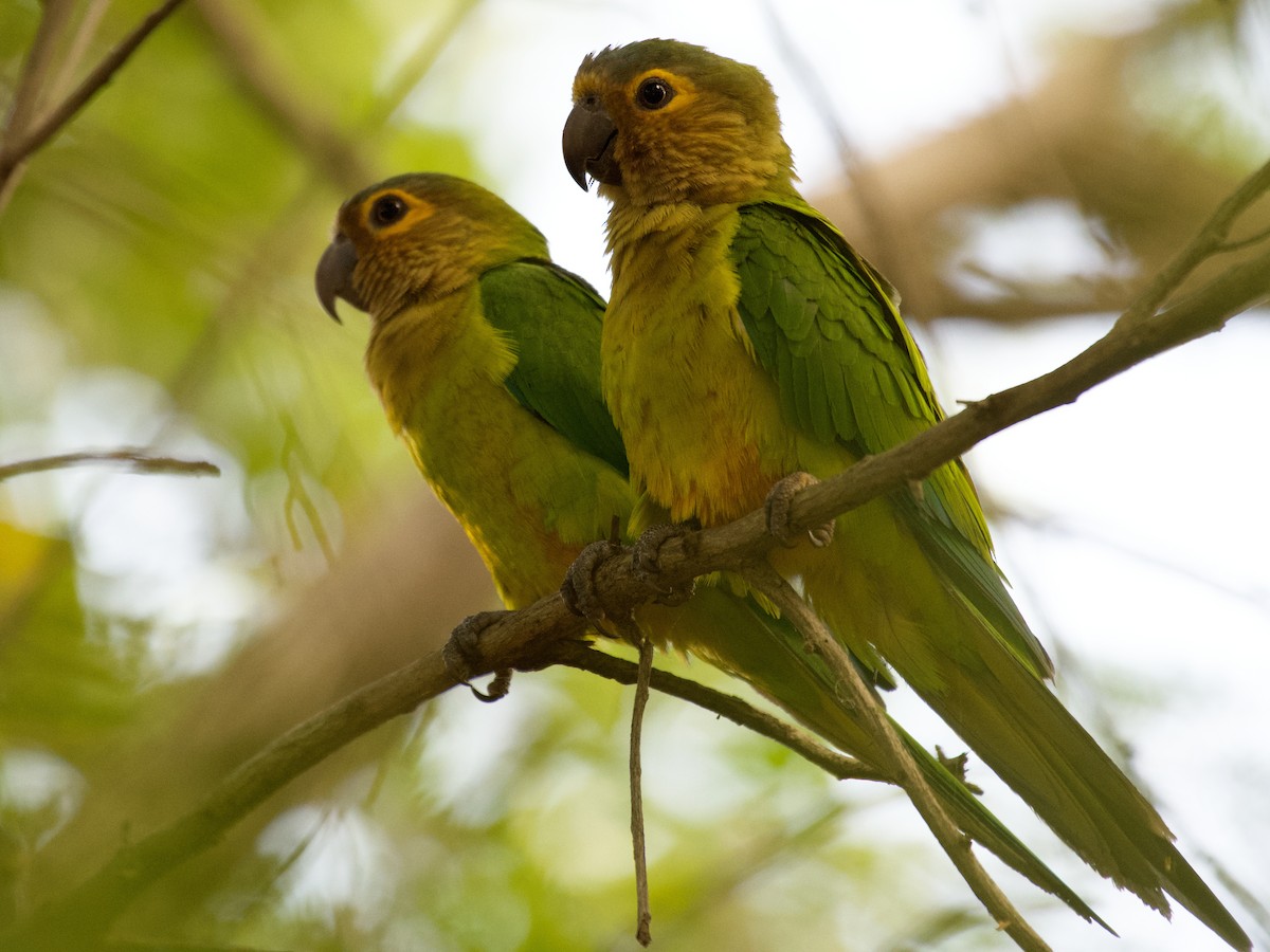 Aratinga Pertinaz - ML288819631