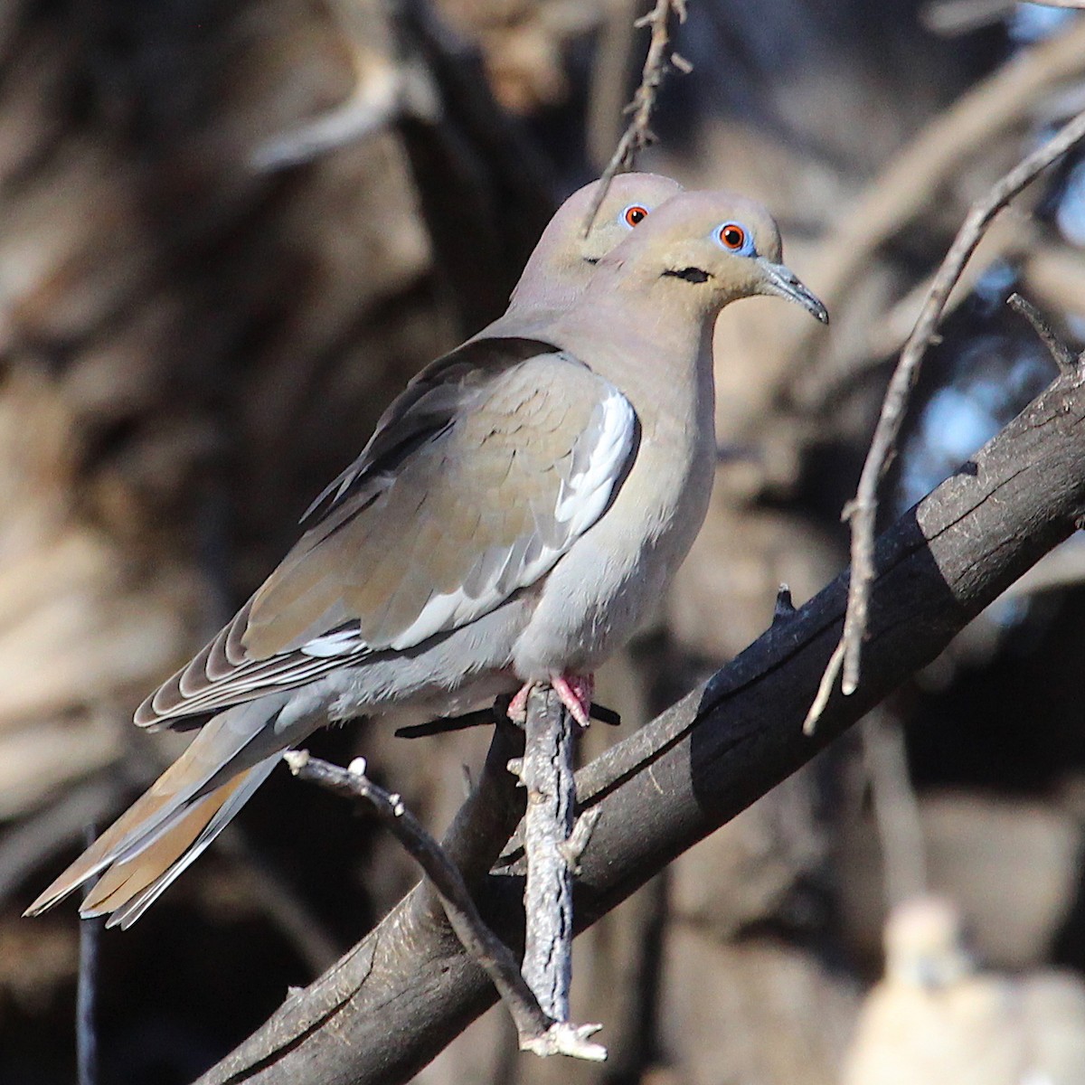 White-winged Dove - Scott Denkers