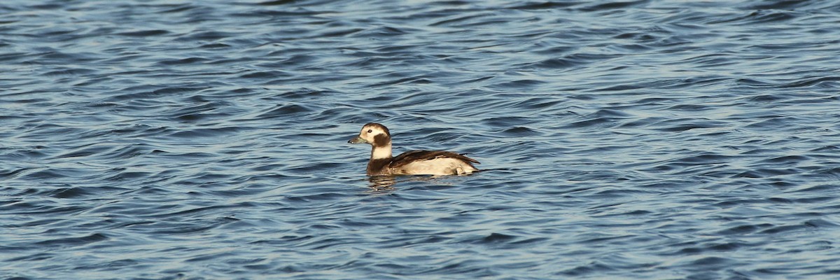 Long-tailed Duck - Don Brode