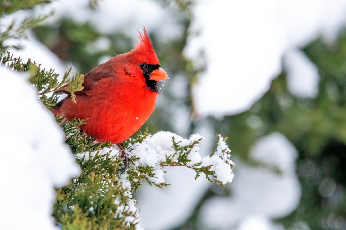 Northern Cardinal - Brad Imhoff