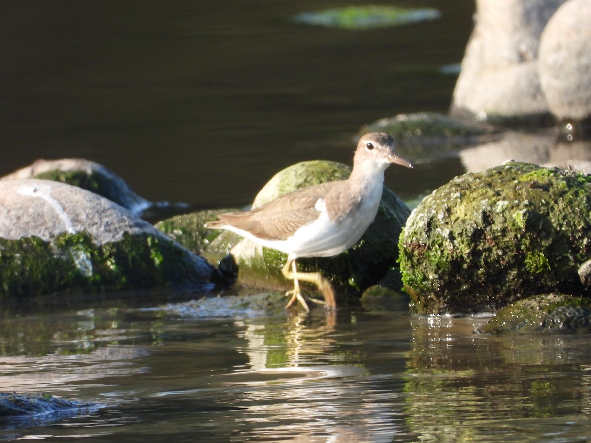 Spotted Sandpiper - Adrianh Martinez-Orozco