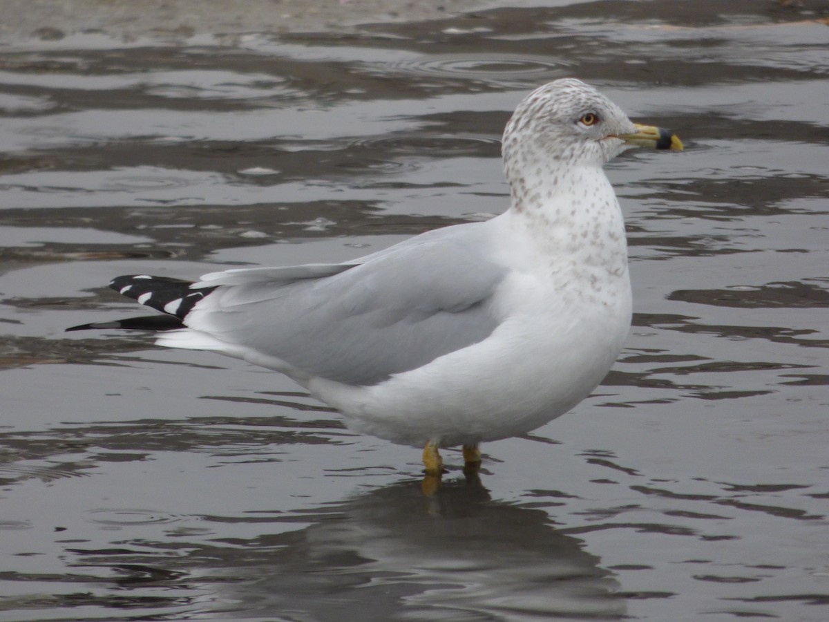 Ring-billed Gull - ML288822611