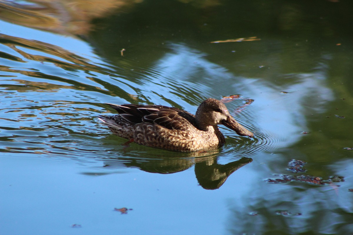 Northern Shoveler - ML288826591