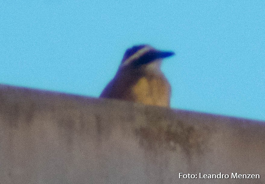 Great Kiskadee - ML288827531