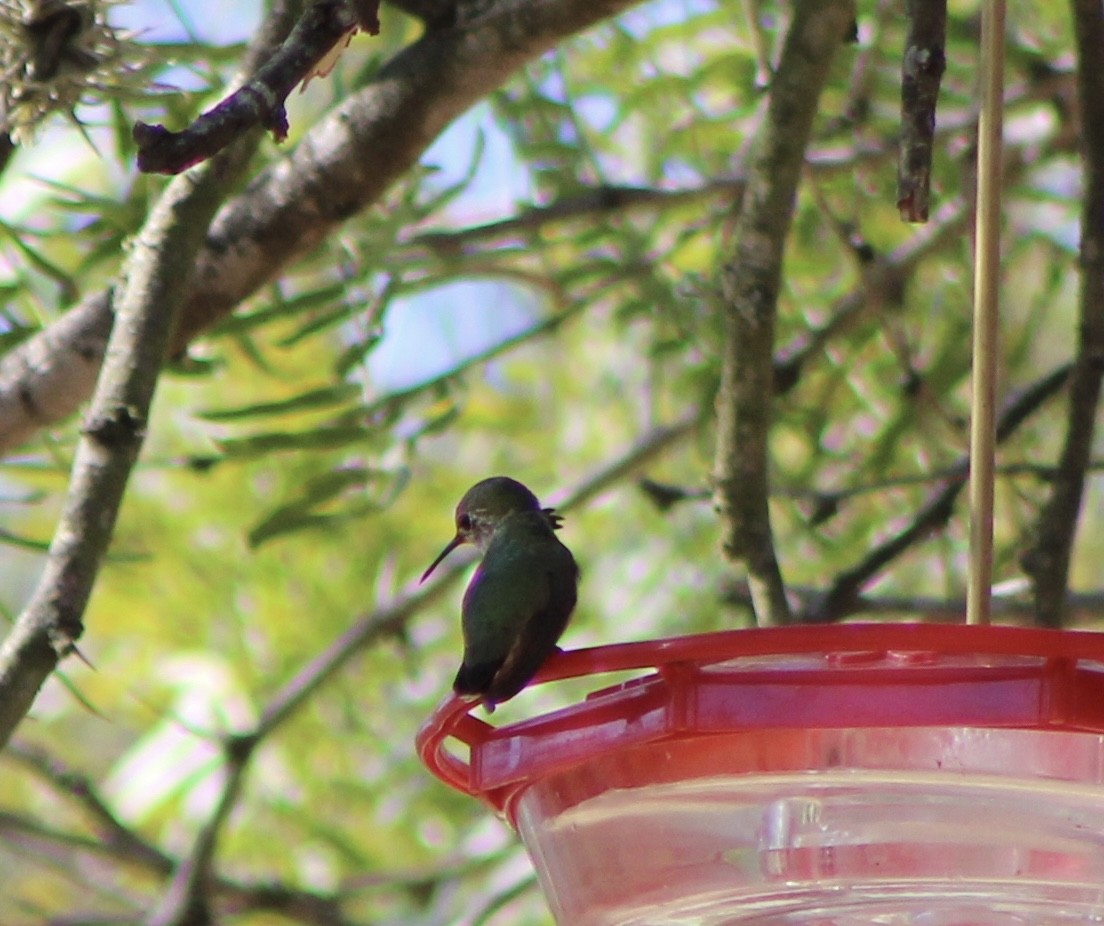 Calliope Hummingbird - Mariana Outlaw