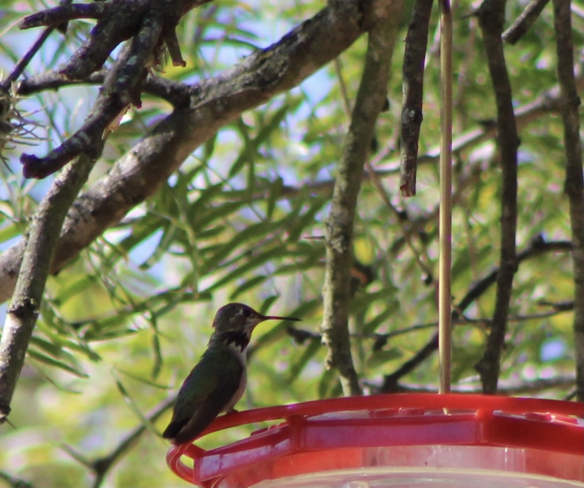 Calliope Hummingbird - ML288827591