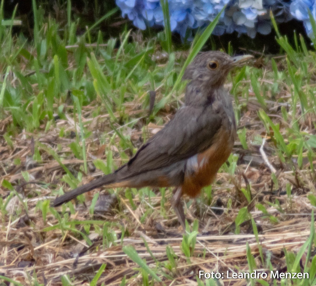 Rufous-bellied Thrush - ML288827721