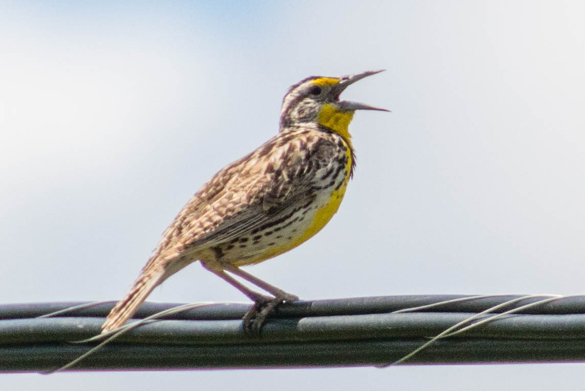 Western Meadowlark - ML288828521