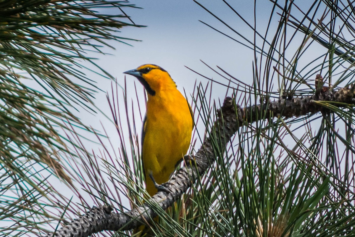 Bullock's Oriole - ML288828651