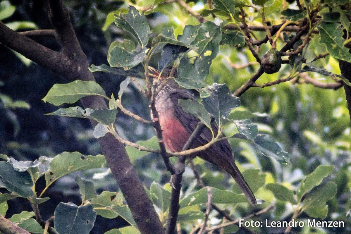 Rufous-bellied Thrush - ML288829011