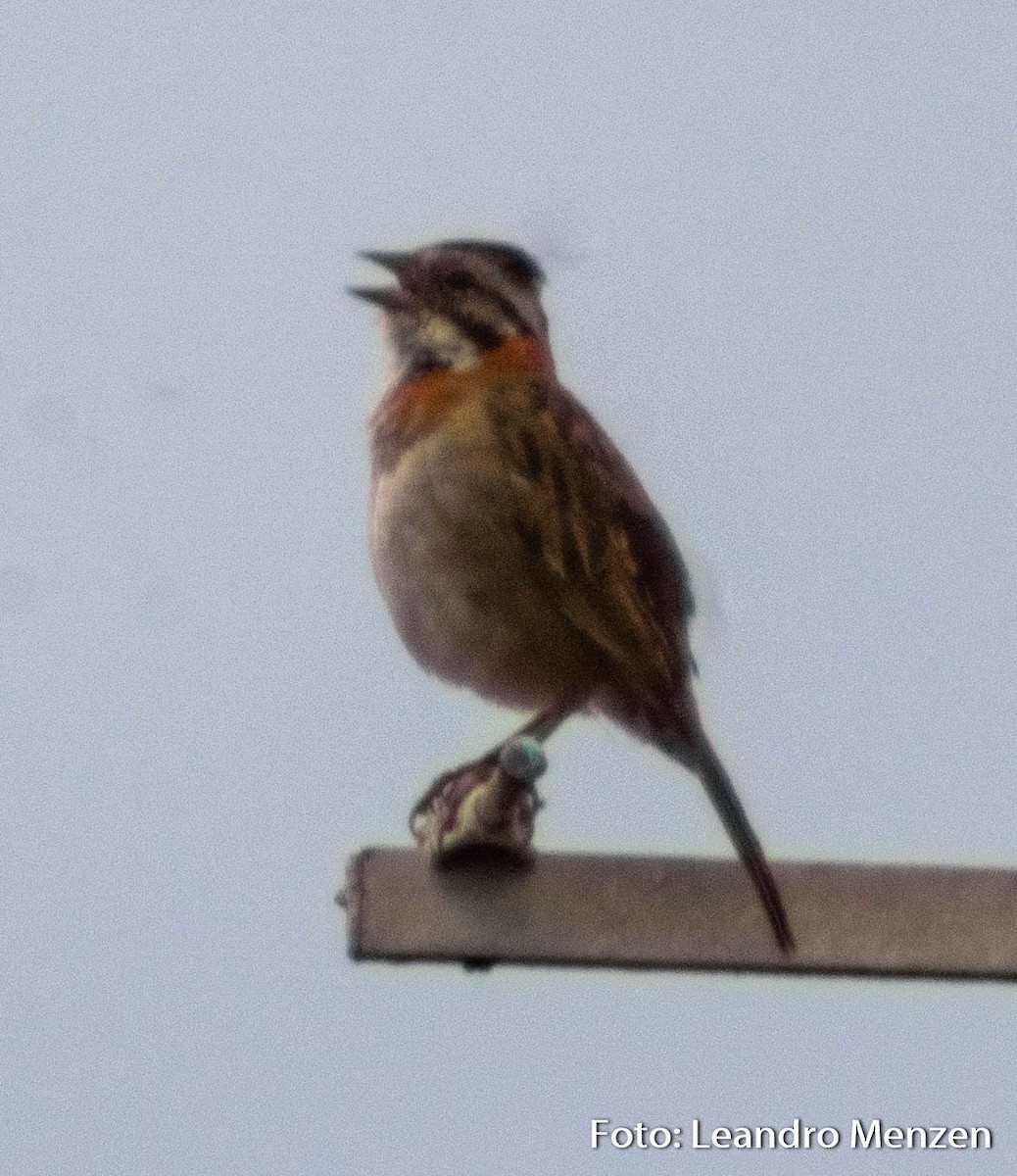 Rufous-collared Sparrow - ML288829461