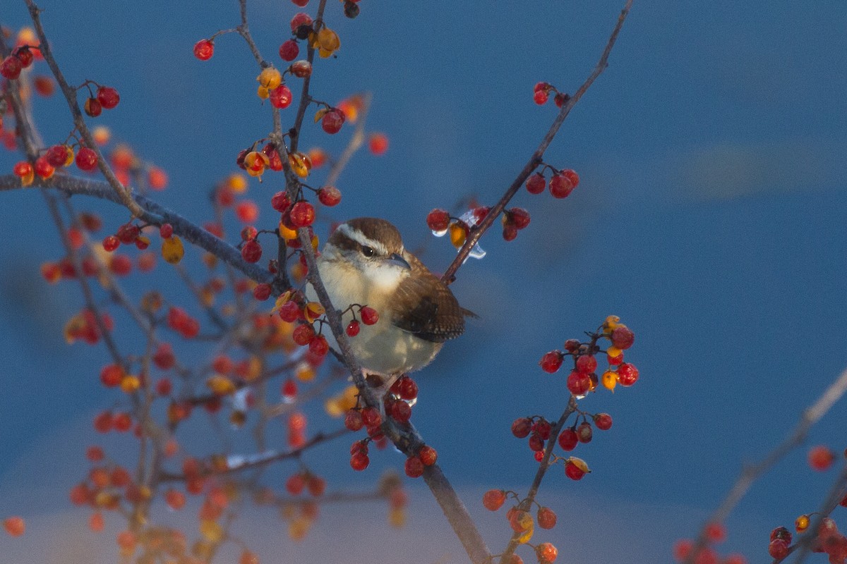 Carolina Wren - ML288830021