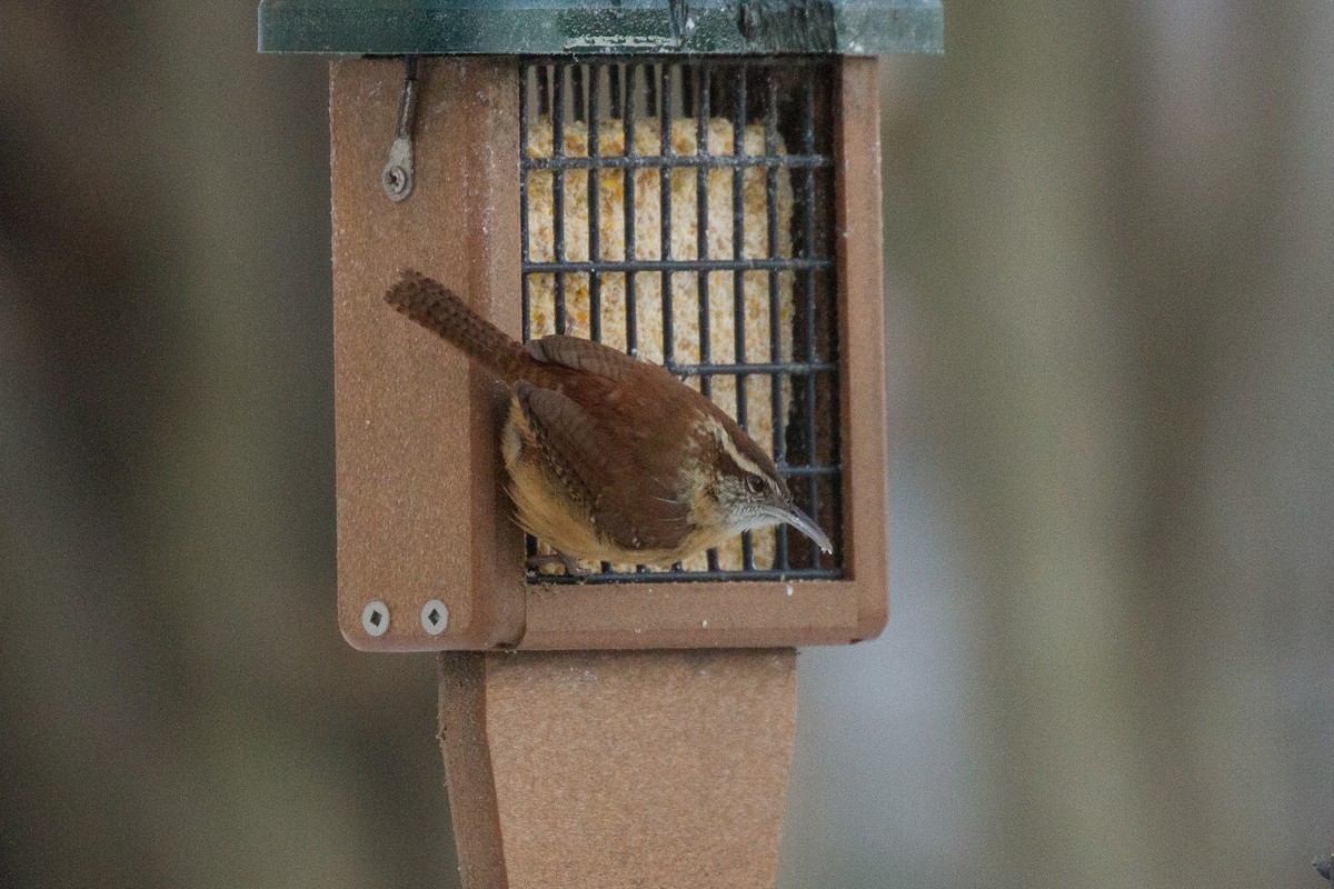 Carolina Wren - ML288830091