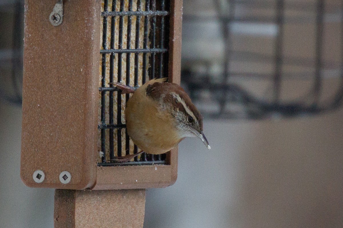 Carolina Wren - ML288830131